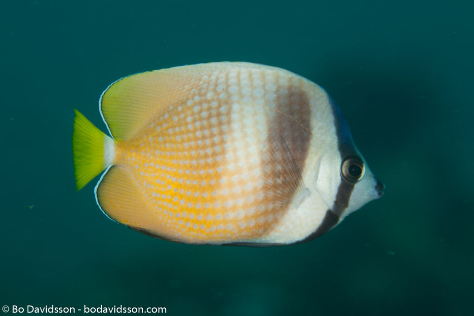 BD-110315-Puerto-Galera-3623-Chaetodon-kleinii.-Bloch.-1790-[Sunburst-butterflyfish].jpg